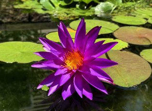 Nymphaea ‘Detective Erika,' Waterlily